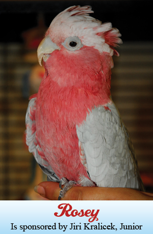 Rosey